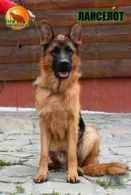 09_Puppies_Ekaraj_Nikita_LANCELOT