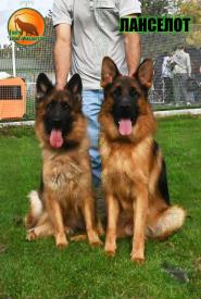 12_Puppies_Ekaraj_Nikita_LANCELOT