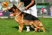 13_Puppies_Ekaraj_Nikita_LANCELOT
