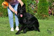 19_Puppies_Akbars_Rivyera_GAVANA_BL_LH