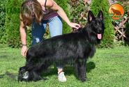 20_Puppies_Akbars_Rivyera_GAVANA_BL_LH