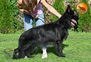 21_Puppies_Akbars_Rivyera_GAVANA_BL_LH