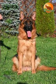 28_Puppies_Henk_Nikita_DZHAVA_BR_SH