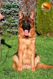 29_Puppies_Henk_Nikita_DZHAVA_BR_SH
