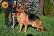 30_Puppies_Henk_Nikita_DZHAVA_BR_SH