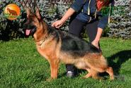 31_Puppies_Henk_Nikita_DZHAVA_BR_SH
