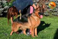 32_Puppies_Henk_Nikita_DEL'TA_BR_SH