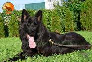 21_Puppies_OFregat_Zambiya_KOSMOS_BL_LH