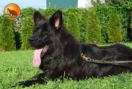 22_Puppies_OFregat_Zambiya_KOSMOS_BL_LH