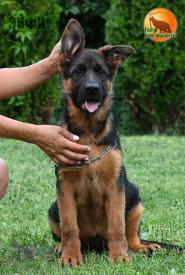 24_Puppies_Henk_Bimaguchchi_EYFIL_BR_SH