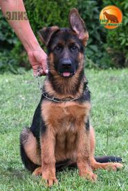 25_Puppies_Henk_Bimaguchchi_ELIZA_BR_SH