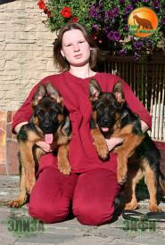 26_Puppies_Henk_Bimaguchchi_ELIZA_EYFI_BR_SH
