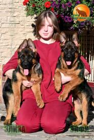 27_Puppies_Henk_Bimaguchchi_ELIZA_EYFI_BR_SH