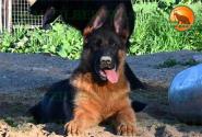 21_Puppies_LUCKY_YUYU_BOY_BR_SH