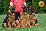 22_Puppies_LUCKY_YUYU_BOY_BR_SH