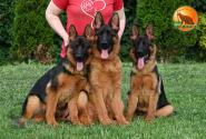 23_Puppies_LUCKY_YUYU_BOY_BR_SH