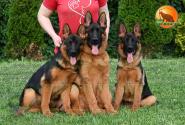 24_Puppies_LUCKY_YUYU_BOY_BR_SH