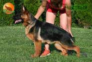 25_Puppies_LUCKY_YUYU_CHESTNYY_BR_SH