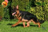 26_Puppies_LUCKY_YUYU_CHERKES_BR_SH
