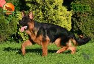 27_Puppies_LUCKY_YUYU_CHERKES_BR_SH
