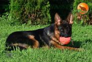 28_Puppies_LUCKY_YUYU_CHERKES_BR_SH