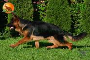 29_Puppies_LUCKY_YUYU_CHERKES_BR_SH