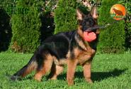 30_Puppies_LUCKY_YUYU_CHERKES_BR_SH