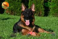 31_Puppies_LUCKY_YUYU_CHERKES_BR_SH
