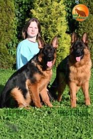 32_Puppies_LUCKY_YUYU_CHERKES_CHESTNYY_BR_SH