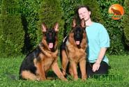 35_Puppies_LUCKY_YUYU_CHERKES_CHESTNYY_BR_SH