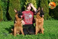 36_Puppies_LUCKY_YUYU_CHERKES_CHESTNYY_BR_SH