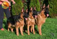 38_Puppies_LUCKY_YUYU_PUPPIESS_BR_SH