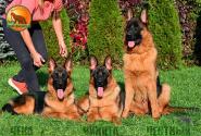 40_Puppies_LUCKY_YUYU_PUPPIESS_BR_SH