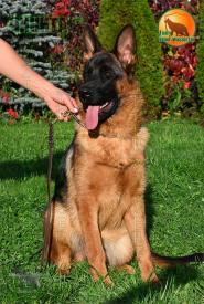 42_Puppies_LUCKY_YUYU_CHIKITA_BR_SH