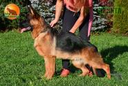 44_Puppies_LUCKY_YUYU_CHIKITA_BR_SH