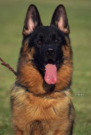 03_LENNOX_vHN