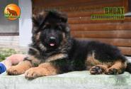 01_Puppies_D-Akbars_Romashka_VIVAT_BR_LH