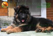 02_Puppies_D-Akbars_Romashka_VIVAT_BR_LH