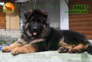 04_Puppies_D-Akbars_Romashka_VIVAT_BR_LH