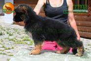 05_Puppies_D-Akbars_Romashka_VIVAT_BR_LH