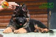 06_Puppies_D-Akbars_Romashka_VALDAIY_BR_LH