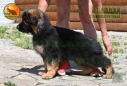07_Puppies_D-Akbars_Romashka_VALDAIY_BR_LH