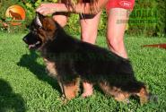 08_Puppies_D-Akbars_Romashka_VALDAIY_BR_LH