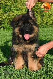 09_Puppies_D-Akbars_Romashka_VALDAIY_BR_LH