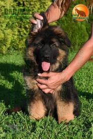 10_Puppies_D-Akbars_Romashka_VALDAIY_BR_LH