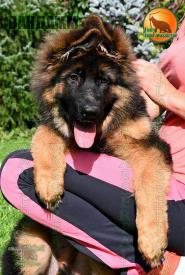 11_Puppies_D-Akbars_Romashka_VANDAMM_BR_LH