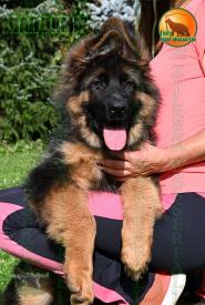 12_Puppies_D-Akbars_Romashka_VANDAMM_BR_LH