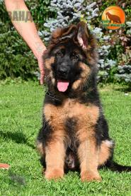 13_Puppies_D-Akbars_Romashka_VANDAMM_BR_LH