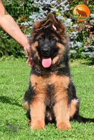14_Puppies_D-Akbars_Romashka_VANDAMM_BR_LH