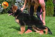 15_Puppies_D-Akbars_Romashka_VANDAMM_BR_LH